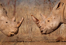 White rhinoceros (Ceratotherium simum) male and female, face to face, Mosi Oa Tunya National Park, Zambia.