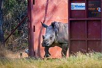 A young White rhinoceros (Ceratotherium simum) leaves a secure enclosure known as a boma in the Okavango Delta, northern Botswana, after being translocated from South Africa as part of efforts to rebu...