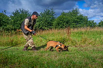 A young Belgian Shepherd anti-poaching dog training at an Animals Saving Animals training facility in England before being deployed to Africa to protect endangered species. August 2017.