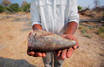 Horn of a White rhinoceros (Ceratotherium simum). More than three rhinos are killed every day in South Africa alone for their horn which is trafficked and sold illegally at prices greater than that of...