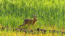 Brown hare (Lepus europeans) feeding on barley, Bedfordshire, England, UK, June.