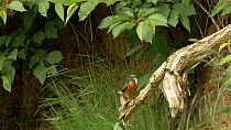 Slow motion clip of a male Kingfisher (Alcedo atthis) with a jack Pike (Esox lucius) prey near nest site, Bedfordshire, England, UK, July.