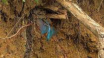 Slow motion clip of a male Kingfisher (Alcedo atthis) taking fish into nest hole before exiting backwards, Bedfordshire, England, UK, July.