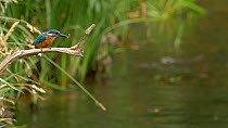 Slow motion clip of a male Kingfisher (Alcedo atthis) eating a fish, Bedfordshire, England, UK, July.