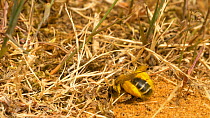 Pantaloon bee (Dasypoda hurtles) entering burrow with pollen, Bedfordshire, England, UK, August.
