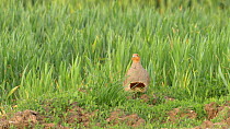 Male Grey partridge (Perdix perdix) calling, Bedfordshire, England, UK, June.