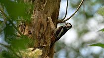 Male Great spotted woodpecker (Dendrocpas major) feeding young at nest hole, Bedfordshire, England, UK, June.