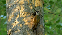 Male Green woodpecker (Picus viridis) feeding young at nest hole, Bedfordshire, England, UK, June.