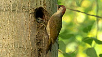 Male Green woodpecker (Picus viridis) feeding young at nest hole, Bedfordshire, England, UK, June.
