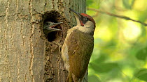 Green woodpecker (Picus viridis) chick begging for food from parent at nest hole, Bedfordshire, England, UK, June.