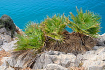 European fan palms/ Mediterranean dwarf palms/ Dwarf fan palms (Chamaerops humilis) growing among limestone rocks on cliff edge, near Arta, Mallorca, Spain, August.