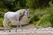 Feral horse (Equus caballus) walking on a remote sandy beach, near Arta, Mallorca, Spain, August.