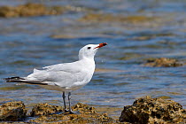 Audouin&#39;s gull (Ichthyaetus audouinii / Larus audouinii) drinking seawater on a rocky shore, Mallorca, Spain, August.