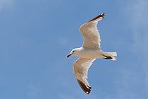 Audouin&#39;s gull (Ichthyaetus audouinii / Larus audouinii) in flight overhead, Mallorca, Spain, August.