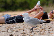 Audouin&#39;s gull (Ichthyaetus audouinii / Larus audouinii) scavenging on a beach near sunbathing tourists, Mallorca, Spain, August.