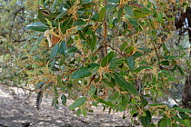Gypsy moth caterpillars (Lymantria dispar) feeding on and decimating Holm oak leaves (Quercus ilex), Bacu Goloritze ravine, Baunei, Sardinia, Italy, May.