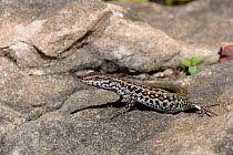 Female Tyrrhenian wall lizard (Podarcis tiliguerta) sun basking on a boulder, Sardinia, Italy, June.