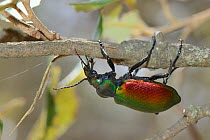 Forest caterpillar hunter (Calosoma sycophanta), a ground beetle hanging upside down as it forages in a Holm oak (Quercus ilex) tree in search of Gypsy moth caterpillar (Lymantria dispar) prey, Bacu G...