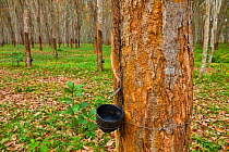 Rubber tree tapping on plantation, Krabi province, Andaman Sea, Thailand.