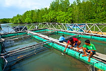 Fish farming at Mangrove swamp forest. Tung Yee Peng village. Koh Lanta. Krabi province, Andaman Sea, Thailand.