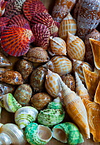 Seashells collected outside Panyee fishing village. Phang Nga Bay, Andaman Sea, Thailand.