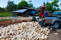 Men unloading balls of natural rubber from pick up truck, Krabi province, Andaman Sea, Thailand, Asia