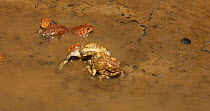 American toads (Anaxyrus americanus), males competing to mate with female, Maryland, USA, April.