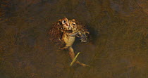 American toads (Anaxyrus americanus), two males attempting to mate with female, Maryland, USA, April.
