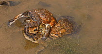 American toads (Anaxyrus americanus), several males trying to mate with female, Maryland, USA, April.