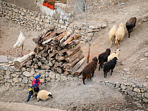 Children helping a sheep (Ovis aries) coming back to the village of Kibber in the afternoon, Spiti valley, Cold Desert Biosphere Reserve, Himalaya mountains, Himachal Pradesh, India, February