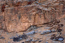 Snow Leopard (Panthera uncia) female with two cubs climbing a canyon cliff at dusk at 4400 metres, Spiti valley, Cold Desert Biosphere Reserve, Himalaya mountains, Himachal Pradesh, India, February