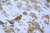 Black-winged Snowfinch (Montifringilla adamsi) on the snow in Spiti valley, Cold Desert Biosphere Reserve, Himalaya mountains, Himachal Pradesh, India, February