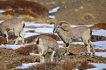 Blue Sheep or bharal (Pseudois nayaur) at 4,450 metres,Spiti valley, Cold Desert Biosphere Reserve, Himalaya mountains, Himachal Pradesh, India, February