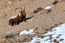 Himalayan ibex (Capra sibirica) male resting, Spiti valley, Cold Desert Biosphere Reserve, Himalaya mountains, Himachal Pradesh, India