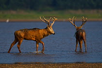 Pere David&#39;s deer / Milu (Elaphurus davidianus) stags in the Yangtze river, Hubei Tian&#39;ezhou Milu National Nature Reserve, Shishou, Hubei, China