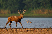 Male Pere David&#39;s deer / Milu (Elaphurus davidianus), walking beside the shore, Hubei Tian&#39;ezhou Milu National Nature Reserve, Shishou, Hubei, China
