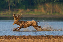 Pere David&#39;s deer / Milu (Elaphurus davidianus), stag running through the water of the Yangtze river, Hubei Tian&#39;ezhou Milu National Nature Reserve, Shishou, Hubei, China.