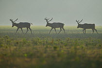 Pere David&#39;s deer / Milu (Elaphurus davidianus) three stags walking on grass in the morning mist, Hubei Tian&#39;ezhou Milu National Nature Reserve, Shishou, Hubei, China