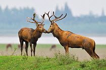 Pere David&#39;s deer / Milu (Elaphurus davidianus) during the rutting season,stag, Hubei Tian&#39;ezhou Milu National Nature Reserve, Shishou, Hubei, China