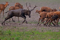 Pere David&#39;s deer / Milu (Elaphurus davidianus) during the rutting season,stag chasing females, Hubei Tian&#39;ezhou Milu National Nature Reserve, Shishou, Hubei, China.