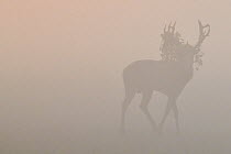 Pere David&#39;s deer / Milu (Elaphurus davidianus), stag silhouetted on a misty morning, Hubei Tian&#39;ezhou Milu National Nature Reserve, Shishou, Hubei, China.