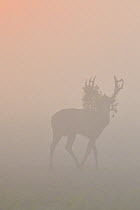 Pere David&#39;s deer / Milu (Elaphurus davidianus), stag silhouetted walking in grass on a misty morning, Hubei Tian&#39;ezhou Milu National Nature Reserve, Shishou, Hubei, China.
