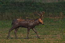 Pere David&#39;s deer / Milu (Elaphurus davidianus), stag covered in mud at the Hubei Tian&#39;ezhou Milu National Nature Reserve, Shishou, Hubei, China