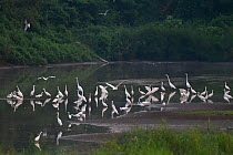Great white egret (Ardea alba), Cattle egret (Bubulcus ibis), Little egret (Egretta garzetta) and Intermediate egret (Ardea intermedia) all together in the Yangtze river at the Hubei Tian&#39;ezhou Mi...