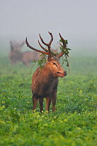 Pere David&#39;s deer / Milu (Elaphurus davidianus) during the rutting season,stag with vegetation in antlers, standing in grass with harem, Hubei Tian&#39;ezhou Milu National Nature Reserve, Hubei, C...