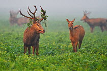 Pere David&#39;s deer / Milu (Elaphurus davidianus) during the rutting season,stag with vegetation in antlers, standing in grass with harem, Hubei Tian&#39;ezhou Milu National Nature Reserve, Hubei, C...