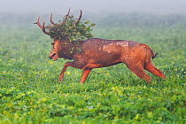 Pere David&#39;s deer / Milu (Elaphurus davidianus) stag with vegetation in antlers, Hubei Tian&#39;ezhou Milu National Nature Reserve, Hubei, China