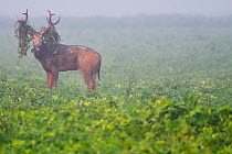 Pere David&#39;s deer / Milu (Elaphurus davidianus) during the rutting season,stag standing in grass, with vegetation in antlers, Hubei Tian&#39;ezhou Milu National Nature Reserve, Hubei, China