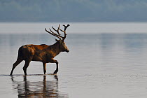 Pere David&#39;s deer / Milu (Elaphurus davidianus) stag wading through the water of the Yangtze river, Hubei Tian&#39;ezhou Milu National Nature Reserve, Hubei, China