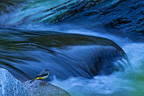 Grey wagtail (Motacilla cinerea) sitting by a river, Tangjiahe National Nature Reserve,Qingchuan County, Sichuan province, China